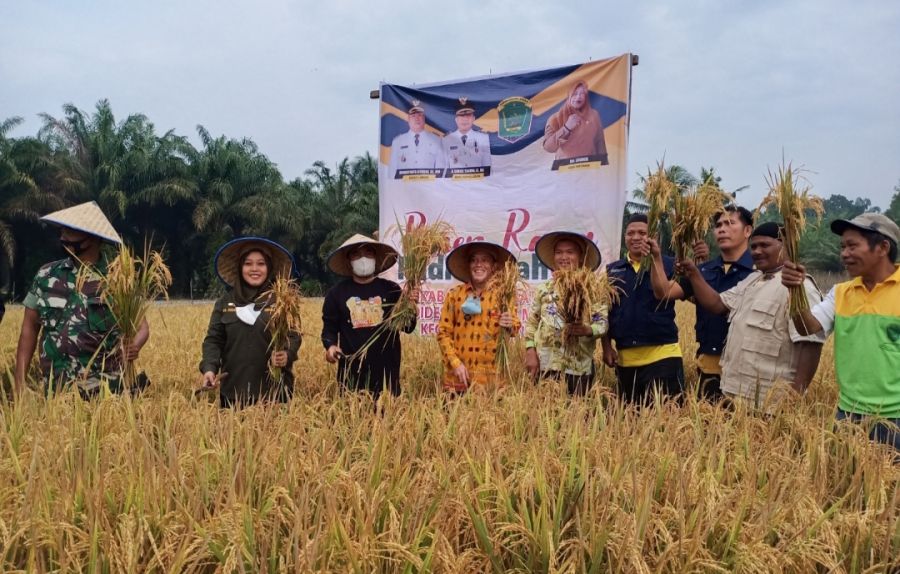 Dinas Pertanian Labura Lakukan Panen Raya di Desa Gunung Melayu
