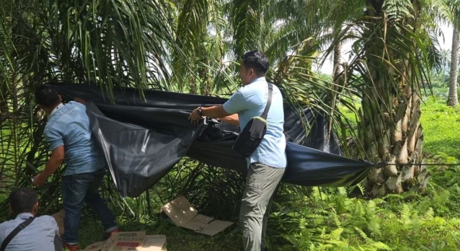 Komitmen Berantas Narkoba, Unit Reskrim Polsek Na IX-X Grebek Dugaan Sarang Narkoba di Kebun Sawit